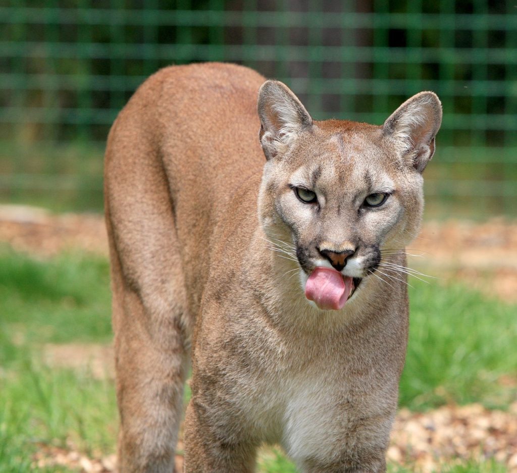 Hunt ends for mountain lion that attacked 5-year-old California boy