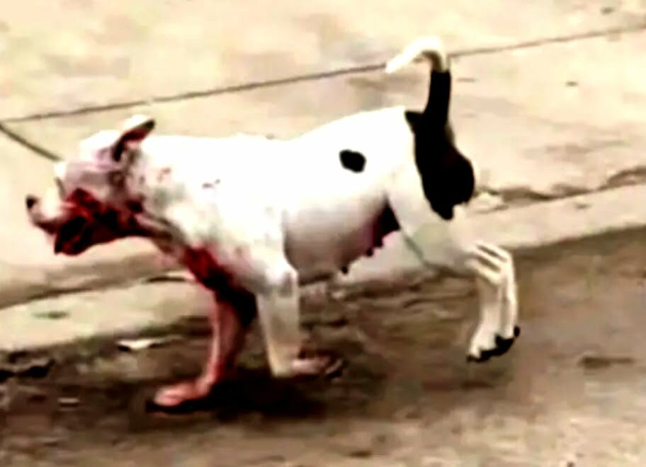 One arrested in Texas dog attack that killed 81-year-old man