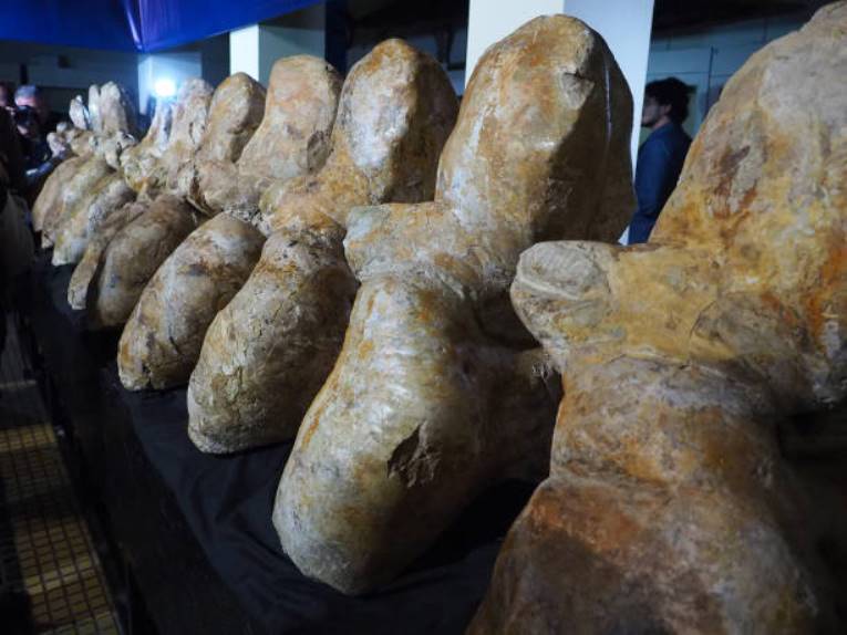 Ever the heaviest animal? Large whale discovered in the desert that lived 40 million years ago