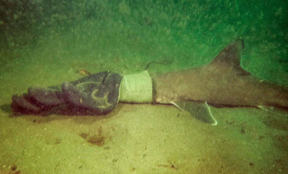 Baby shark that was trapped within a work glove is discovered by scuba divers