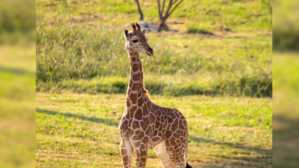 On National Daughters Day, the Tulsa Zoo releases the name of its youngest giraffe
