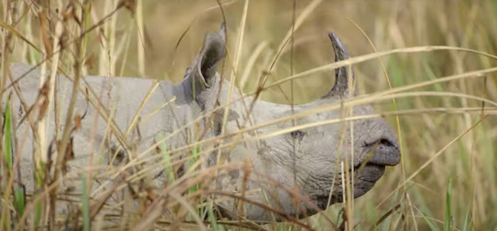 चितवनमा वन्यजन्तु पीडितलाई करोडौँ राहत रकम वितरण, ९ जनाको परिवारलाई ९० लाख