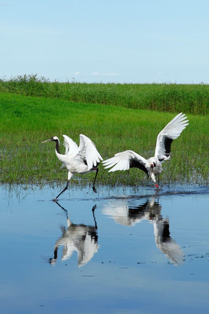 नेपालमै पहिलोपटक एआई प्रविधिबाट सारसको पहिचान! लुम्बिनी क्षेत्रका दुर्लभ पन्छीको अनौठो अध्ययन सुरु