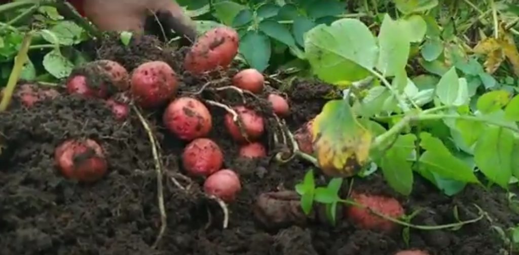 जन्तेढुंगामा गाउँपालिकाले आफैं लगाएको ६० रोपनी आलु खन्दै, सस्तो मूल्यमा बिक्री हुने