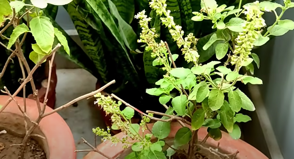 आज हरिशयनी एकादशी, घरघरमा तुलसीको रोपाइँसहित पूजा सुरु