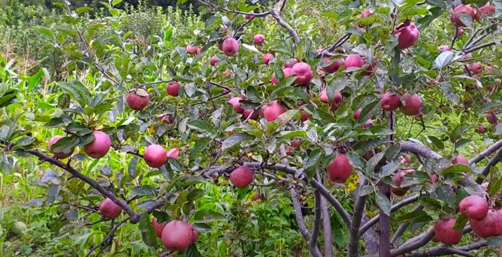 जुम्ली स्याउ निर्यात सुरु : भदौ १५ पर्खनुपर्ने निर्णय परिवर्तन, तीजअघि बजारमा पुग्ने