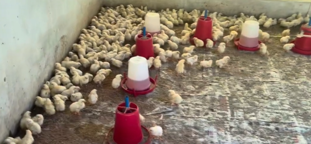 भारतबाट ल्याइएका अवैध कुखुराका ३६० चल्ला कञ्चनपुरमा नष्ट