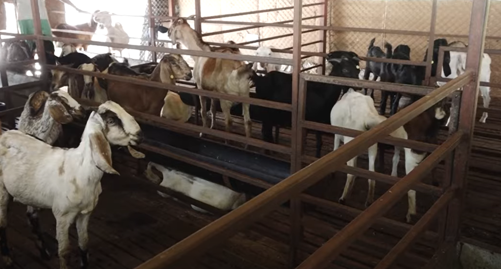 नुवाकोटमा ४ करोडभन्दा बढीको खसीबोका कारोबार