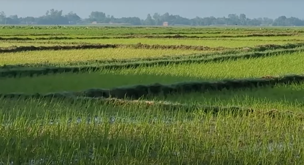 खाद्य कम्पनीले खरिद गर्ने दुई लाख क्विन्टल धान, कात्तिक दोस्रो सातादेखि प्रक्रिया सुरु